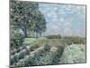 The Market Gardens, 1874-Alfred Sisley-Mounted Giclee Print