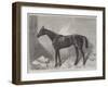 The Marquis, Winner of the Two Thousand Guineas Stakes at Newmarket-Harry Hall-Framed Giclee Print