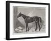 The Marquis, Winner of the Two Thousand Guineas Stakes at Newmarket-Harry Hall-Framed Giclee Print