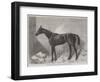 The Marquis, Winner of the Two Thousand Guineas Stakes at Newmarket-Harry Hall-Framed Giclee Print