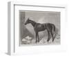 The Marquis, Winner of the Two Thousand Guineas Stakes at Newmarket-Harry Hall-Framed Giclee Print