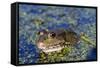 The Marsh Frog (Pelophylax Ridibundu) an Escaped Garden Alien Introduced to Kent in 1935-Louise Murray-Framed Stretched Canvas