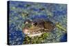 The Marsh Frog (Pelophylax Ridibundu) an Escaped Garden Alien Introduced to Kent in 1935-Louise Murray-Stretched Canvas