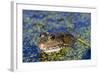 The Marsh Frog (Pelophylax Ridibundu) an Escaped Garden Alien Introduced to Kent in 1935-Louise Murray-Framed Photographic Print