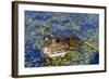 The Marsh Frog (Pelophylax Ridibundu) an Escaped Garden Alien Introduced to Kent in 1935-Louise Murray-Framed Photographic Print