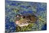 The Marsh Frog (Pelophylax Ridibundu) an Escaped Garden Alien Introduced to Kent in 1935-Louise Murray-Mounted Photographic Print