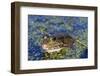 The Marsh Frog (Pelophylax Ridibundu) an Escaped Garden Alien Introduced to Kent in 1935-Louise Murray-Framed Photographic Print