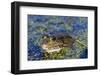 The Marsh Frog (Pelophylax Ridibundu) an Escaped Garden Alien Introduced to Kent in 1935-Louise Murray-Framed Photographic Print