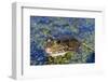 The Marsh Frog (Pelophylax Ridibundu) an Escaped Garden Alien Introduced to Kent in 1935-Louise Murray-Framed Photographic Print