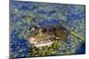 The Marsh Frog (Pelophylax Ridibundu) an Escaped Garden Alien Introduced to Kent in 1935-Louise Murray-Mounted Photographic Print