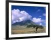 The Masai's Holy Mountain, Tanzania, East Africa, Africa-I Vanderharst-Framed Photographic Print