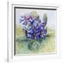 The Mauve Primrose 2000-Joan Thewsey-Framed Giclee Print