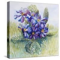 The Mauve Primrose 2000-Joan Thewsey-Stretched Canvas