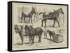 The May Horse Procession at Newcastle-null-Framed Stretched Canvas