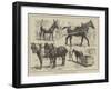 The May Horse Procession at Newcastle-null-Framed Giclee Print