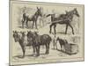 The May Horse Procession at Newcastle-null-Mounted Giclee Print