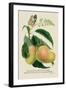 The Mazagon Mango and the Papilio Bolina-J. Forbes-Framed Art Print