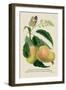 The Mazagon Mango and the Papilio Bolina-J. Forbes-Framed Art Print