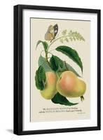 The Mazagon Mango and the Papilio Bolina-J. Forbes-Framed Art Print