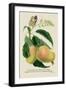 The Mazagon Mango and the Papilio Bolina-J. Forbes-Framed Art Print