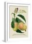 The Mazagon Mango and the Papilio Bolina-J. Forbes-Framed Art Print