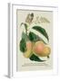The Mazagon Mango and the Papilio Bolina-J. Forbes-Framed Art Print