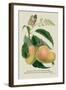 The Mazagon Mango and the Papilio Bolina-J. Forbes-Framed Art Print