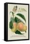 The Mazagon Mango and the Papilio Bolina-J. Forbes-Framed Stretched Canvas