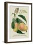 The Mazagon Mango and the Papilio Bolina-J. Forbes-Framed Art Print