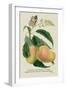 The Mazagon Mango and the Papilio Bolina-J. Forbes-Framed Art Print