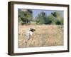 The Meadow, 1988-Gillian Furlong-Framed Giclee Print