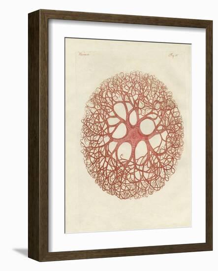 The Medusa Star-null-Framed Giclee Print
