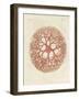 The Medusa Star-null-Framed Giclee Print