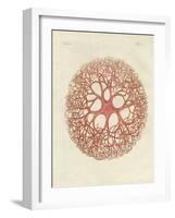 The Medusa Star-null-Framed Giclee Print