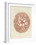 The Medusa Star-null-Framed Giclee Print