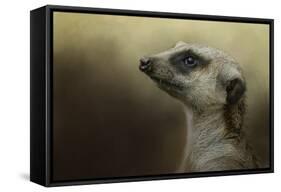 The Meerkat-Jai Johnson-Framed Stretched Canvas