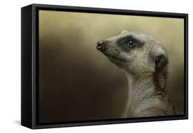 The Meerkat-Jai Johnson-Framed Stretched Canvas