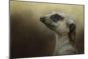 The Meerkat-Jai Johnson-Mounted Giclee Print