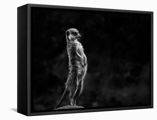 The Meerkat-Greetje Van Son-Framed Stretched Canvas