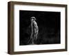 The Meerkat-Greetje Van Son-Framed Photographic Print