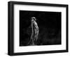 The Meerkat-Greetje Van Son-Framed Photographic Print