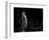 The Meerkat-Greetje Van Son-Framed Photographic Print