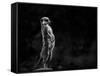 The Meerkat-Greetje Van Son-Framed Stretched Canvas