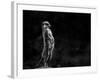 The Meerkat-Greetje Van Son-Framed Photographic Print