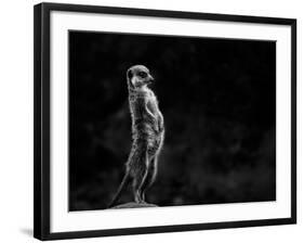 The Meerkat-Greetje Van Son-Framed Photographic Print