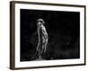 The Meerkat-Greetje Van Son-Framed Photographic Print