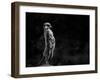 The Meerkat-Greetje Van Son-Framed Photographic Print