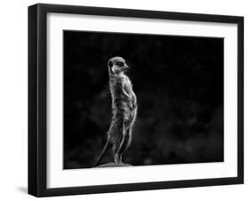 The Meerkat-Greetje Van Son-Framed Photographic Print