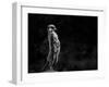 The Meerkat-Greetje Van Son-Framed Photographic Print