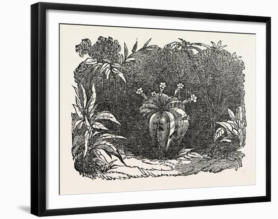 The Melon-Cactus, Melon Cactus-null-Framed Giclee Print